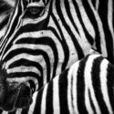 Nieuwsbericht over Zebra organiseert basistraining ervaringsdeskundige ouders